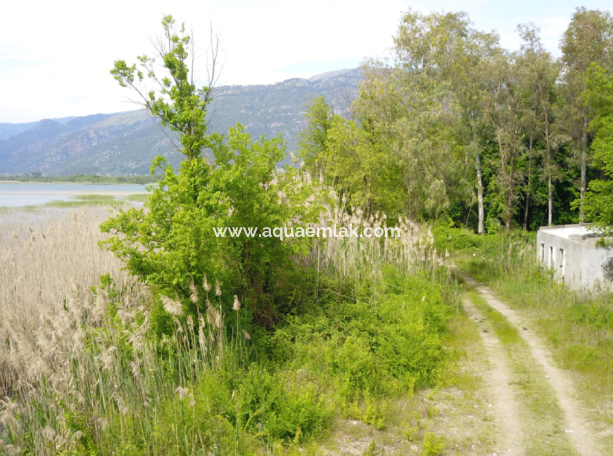 Land For Sale In Köyceğiz Olive Area