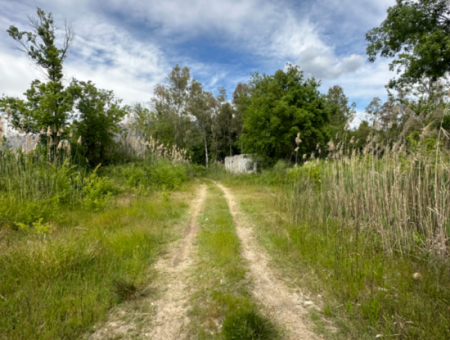 Land For Sale In Köyceğiz Olive Area