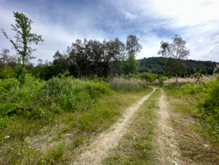 Land For Sale In Köyceğiz Olive Area