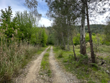 Land For Sale In Köyceğiz Olive Area